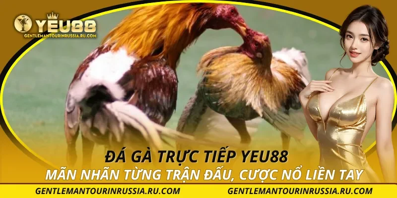 Đá gà trực tiếp YEU88 – Mãn Nhãn Từng Trận Đấu, Cược Nổ Liền Tay